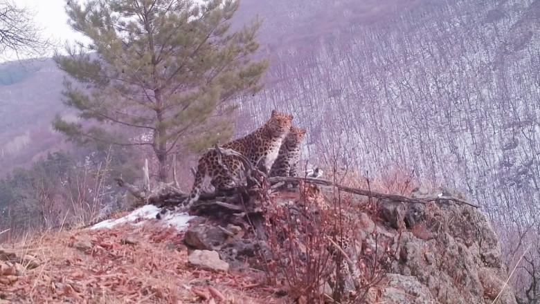 Cadre unice cu cea mai rară felină din lume și cei trei pui ai ei. În lume au mai rămas doar 100 de exemplare