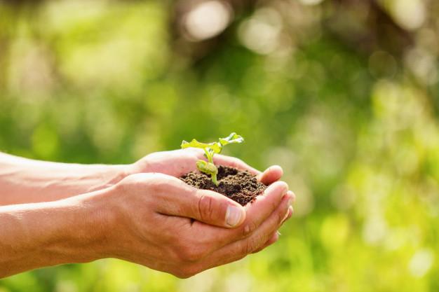 sprout-hands-natural-green-background_78492-1130