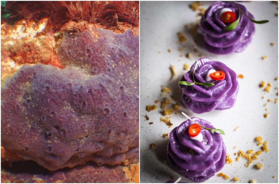 O nouă specie de burete de mare a primit numele propus de o elevă de nouă ani. Descoperirea a fost intitulată „purple dumpling”