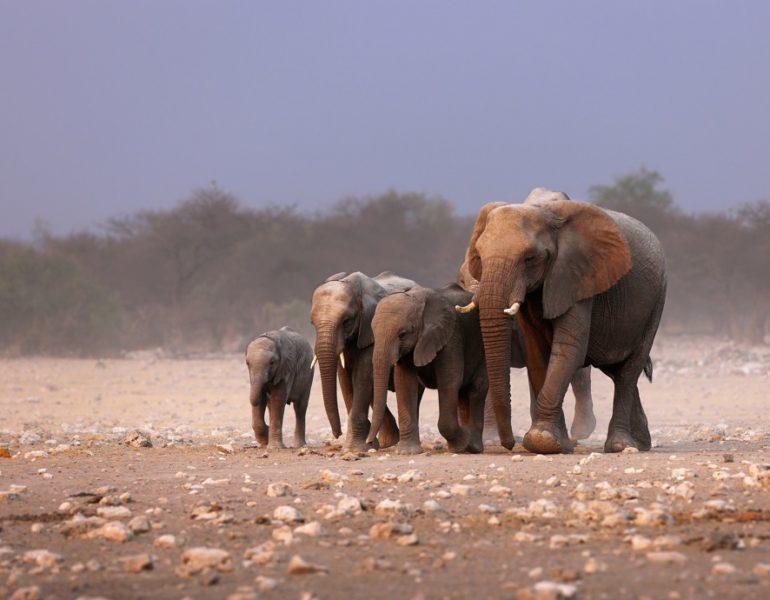 Vânătoarea de elefanți se reia în Botswana pentru că „aduce beneficii economiei”. Peste 200 de autorizații au fost deja emise