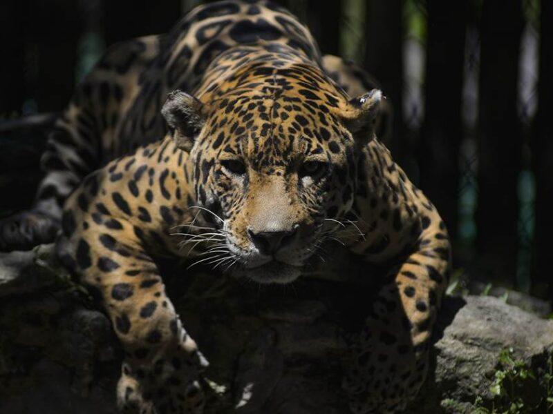 (video) Trei leoparzi au evadat dintr-o grădină zoologică din China, iar unul e încă liber. Populația a aflat abia după o săptămână