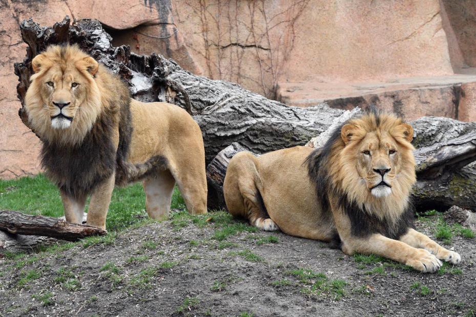 În premieră, în grădina zoologică din India, opt lei au fost diagnosticați cu COVID-19