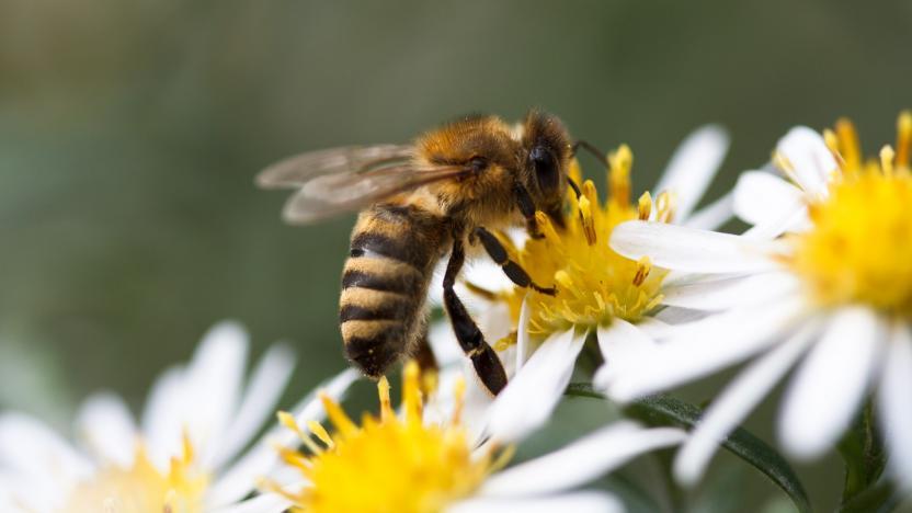 honey-bee-pollination