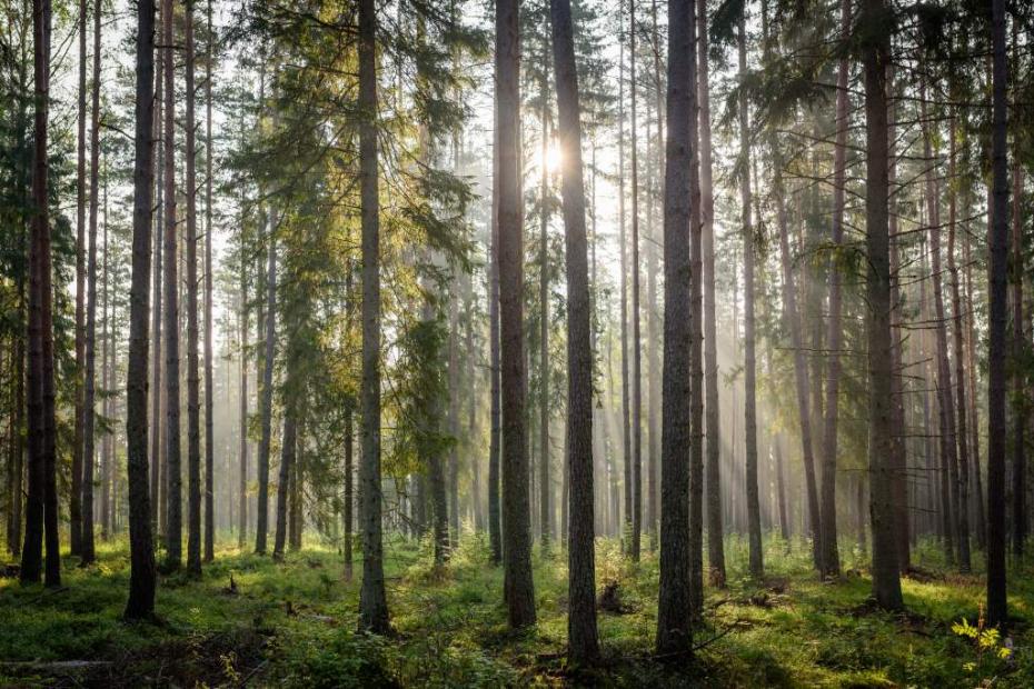 O suprafață de pădure de dimensiunea Franței s-a regenerat în ultimii 20 de ani