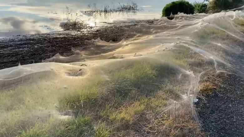 (foto, video) Pânze de păianjen întinse pe zeci de metri. Cum arată mai multe câmpuri din Australia după ploaie