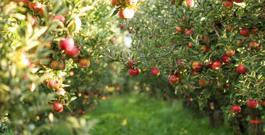 Top 8 horticultori din Moldova care au beneficiat de cele mai multe investiții prin intermediul programului „Livada Moldovei”