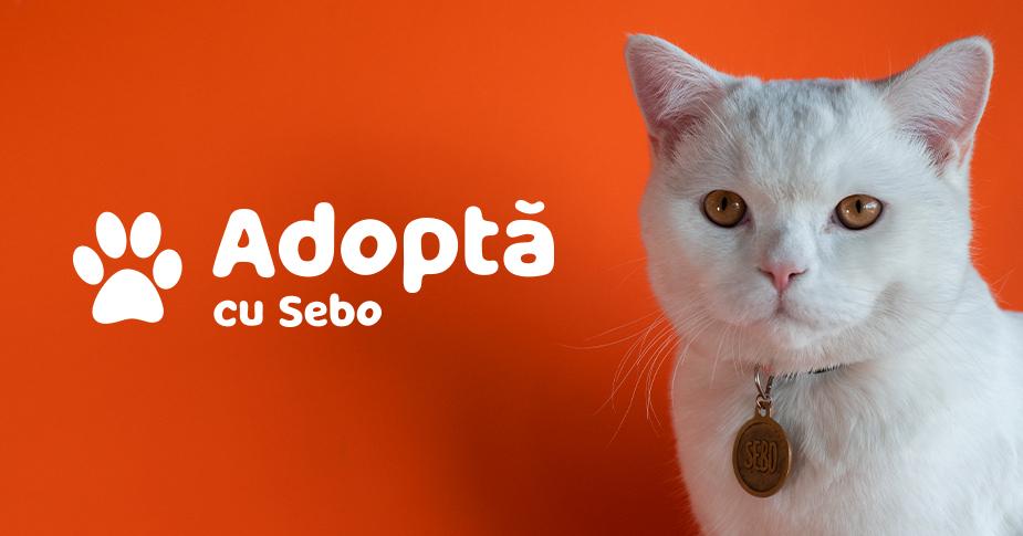 SEBO lansează grupul de adopție – Adoptă cu Sebo