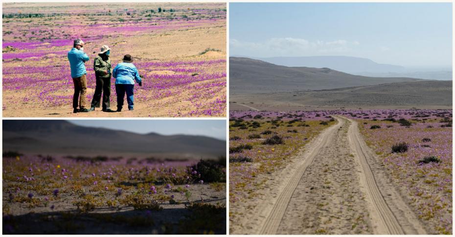 (foto) În Chile, a sosit primăvara. Unul dintre cele mai aride deșerturi din lume a înflorit