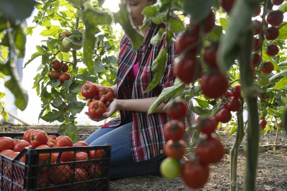 Young woman in a greenhouse picking red tomatoes