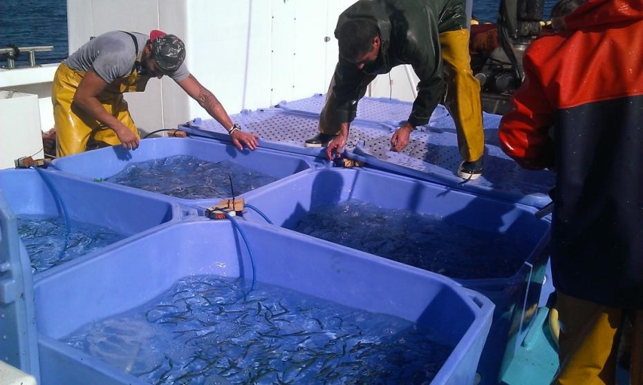 Plusieurs-centaines-de-sardines-ont-ete-prelevees-en-mer-avec-l-aide-des-pecheurs-professionnels