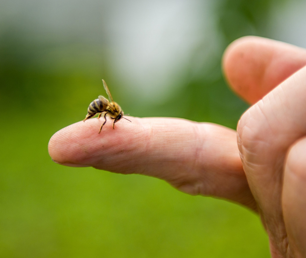 În luna septembrie s-au înregistrat 19 reacții alergice grave, inclusiv șoc anafilactic, cauzate de înțepăturile insectelor. Ce recomandă specialiștii