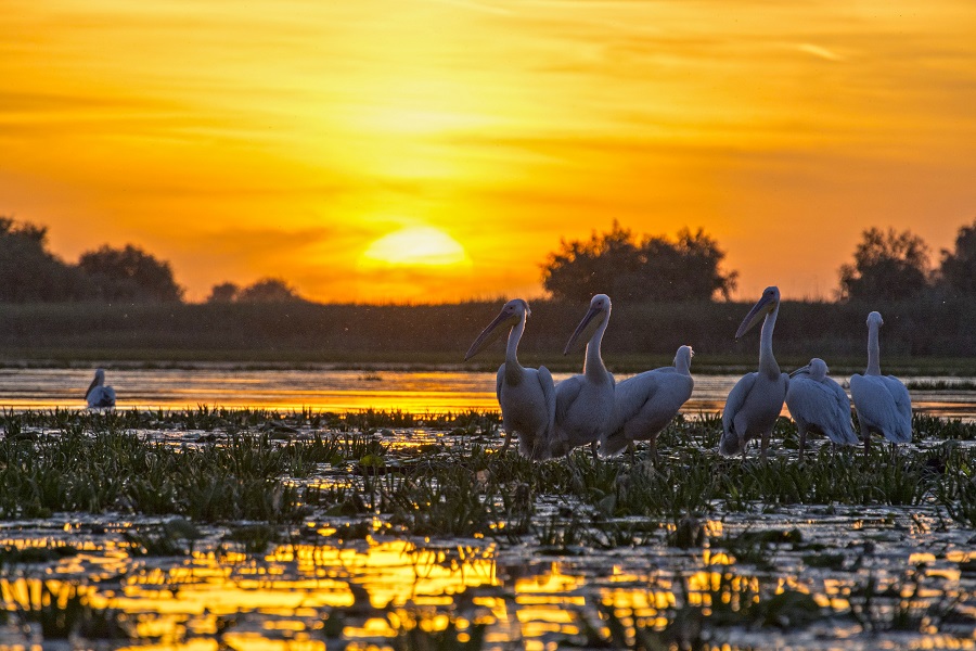 lac natura piesaje soare pelicani rasarit de soare animale