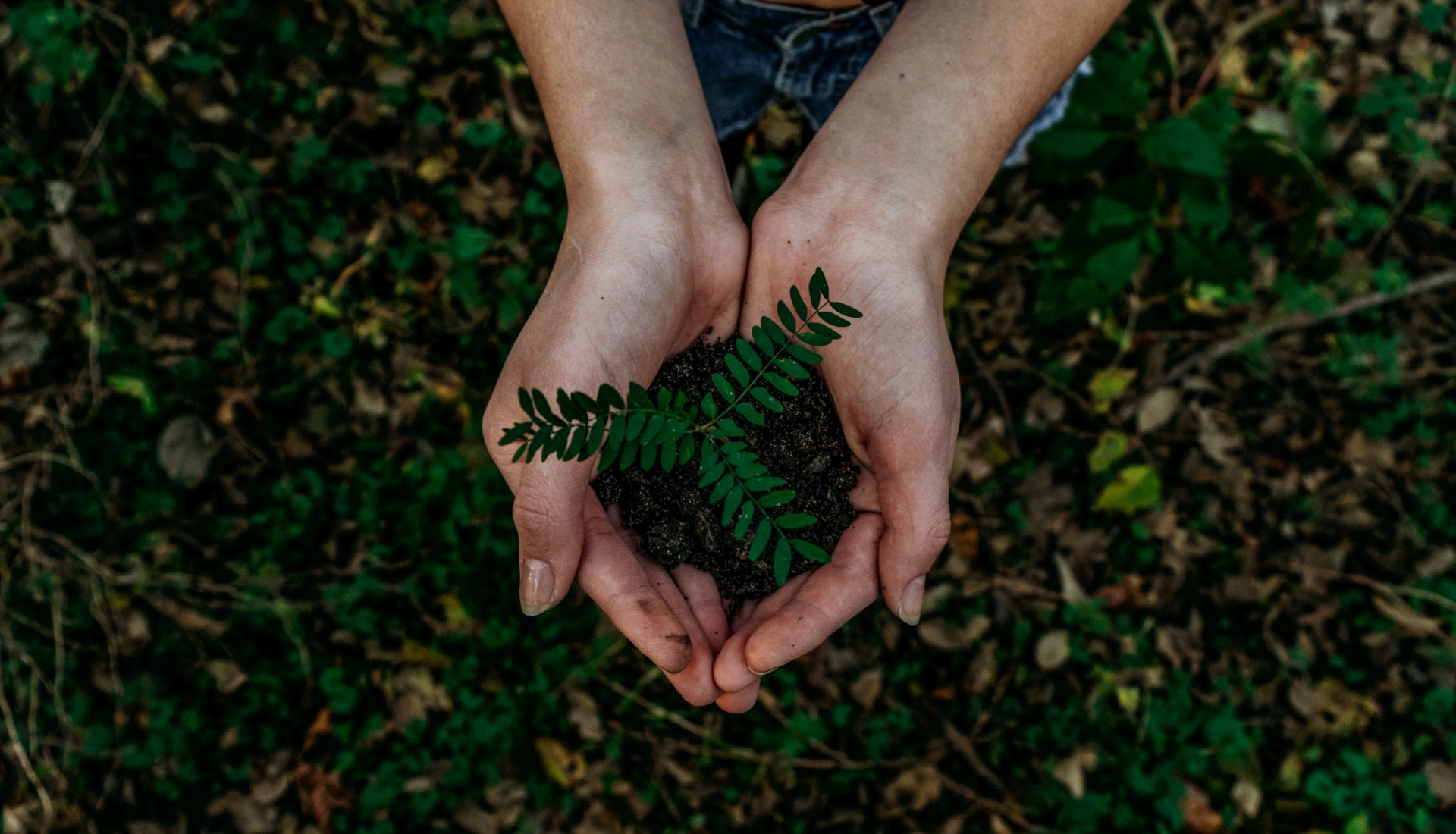 pământ ecologie sustenabilitate