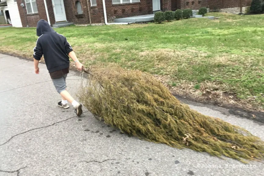 cedar-tree-peacock-tail