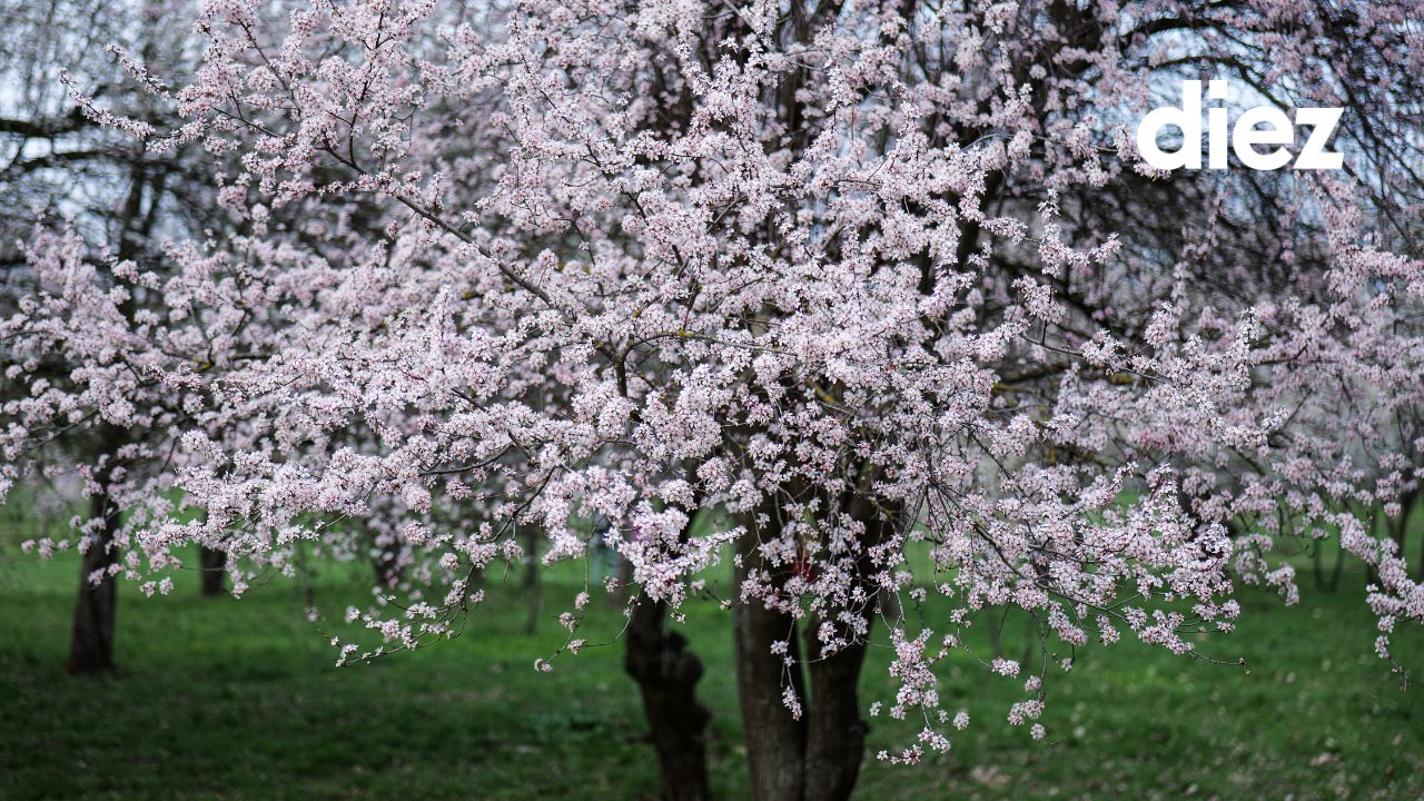 sakura