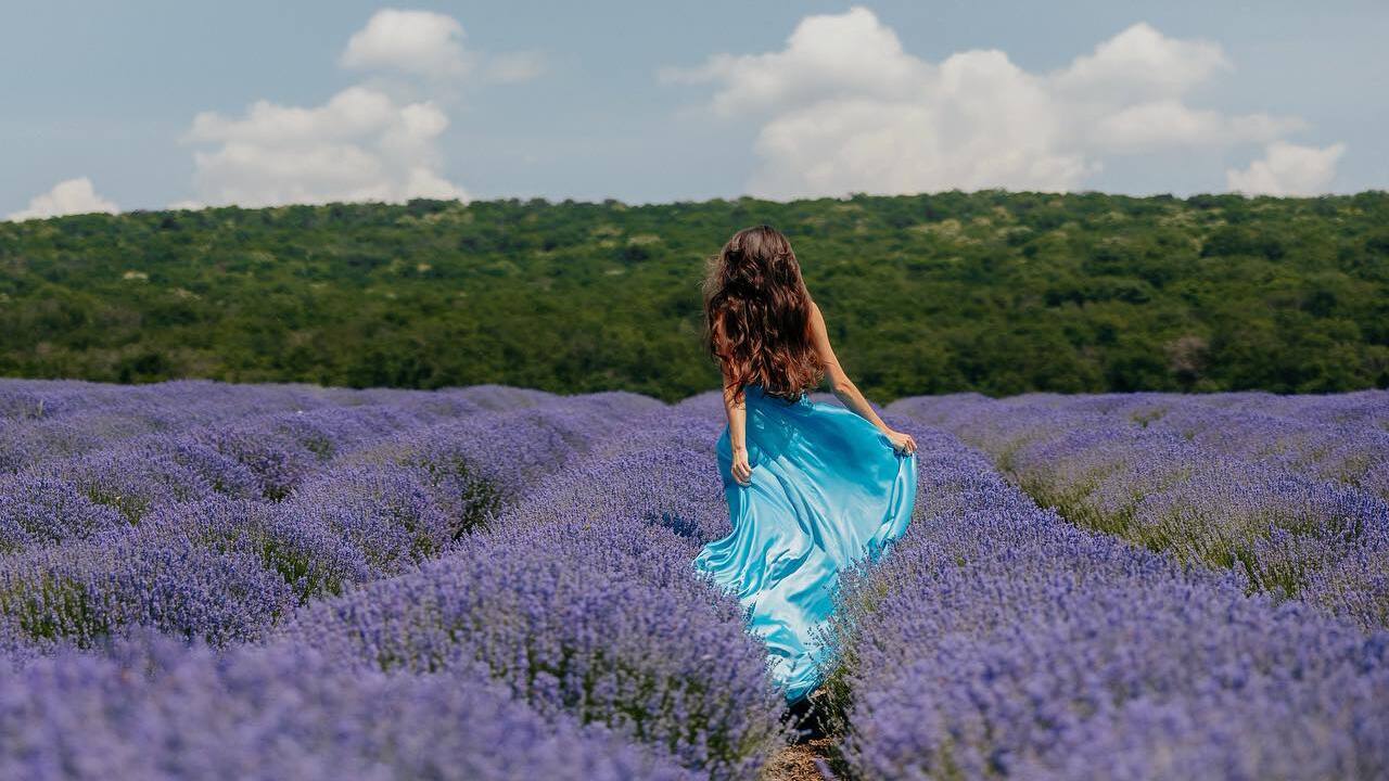 lavanda moldova (1)