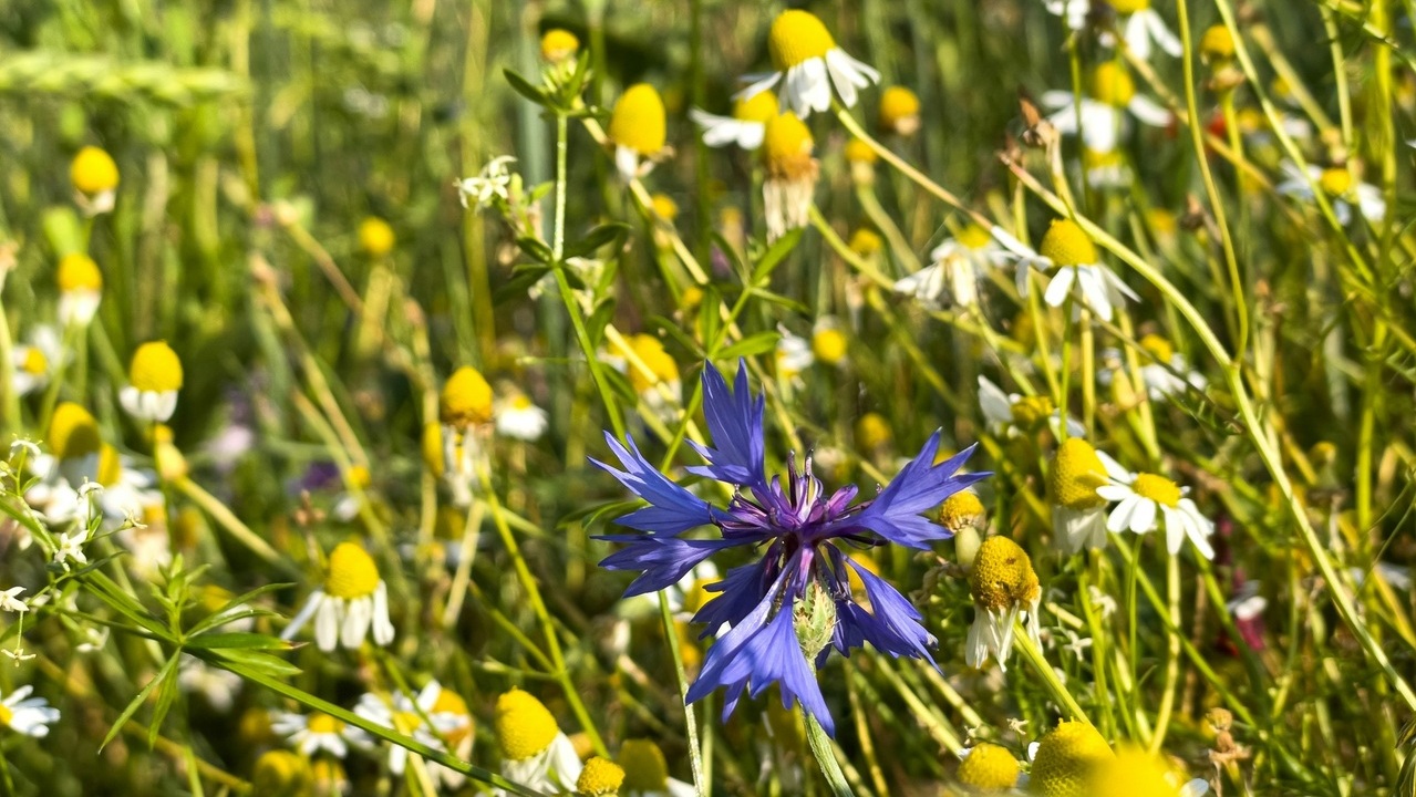 plante natura medicina iarba