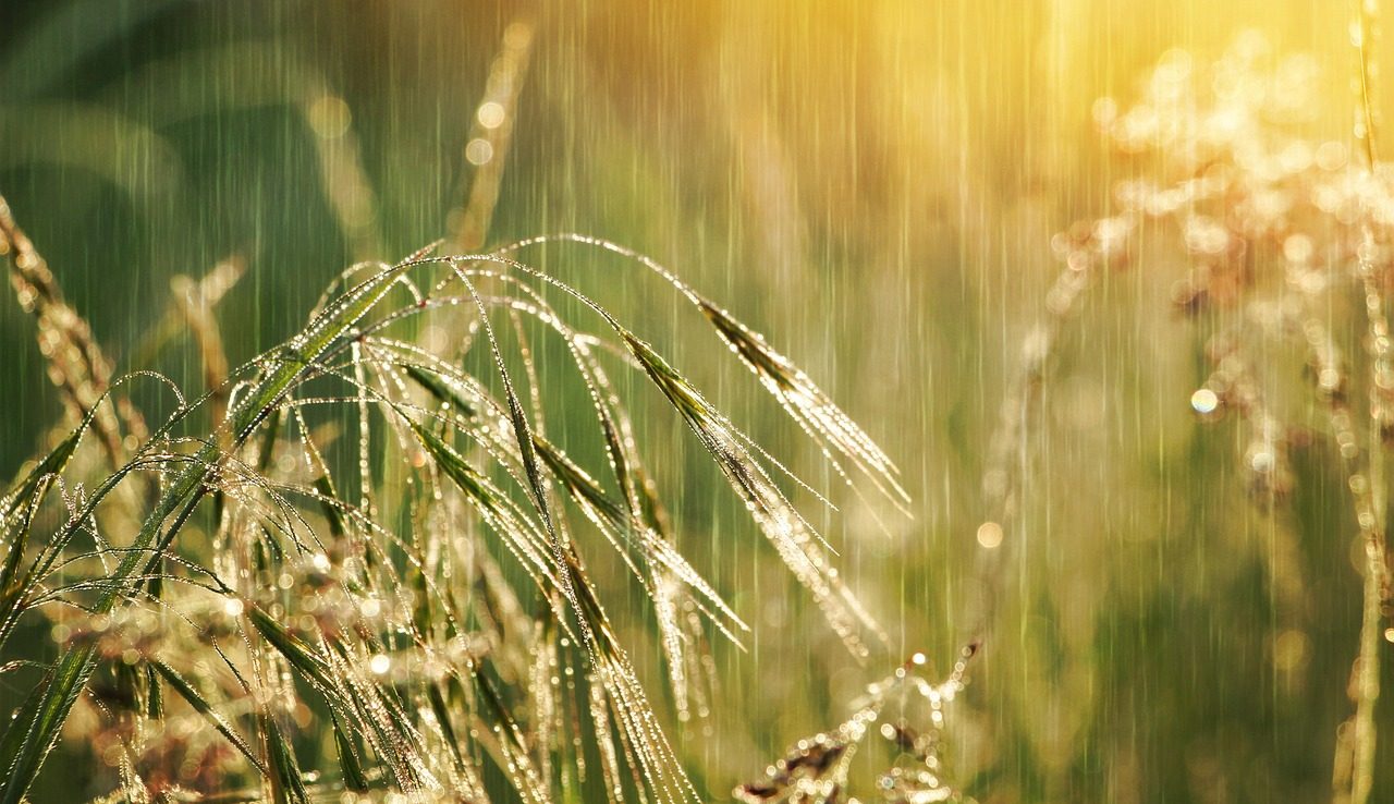 grass-7242537_1280