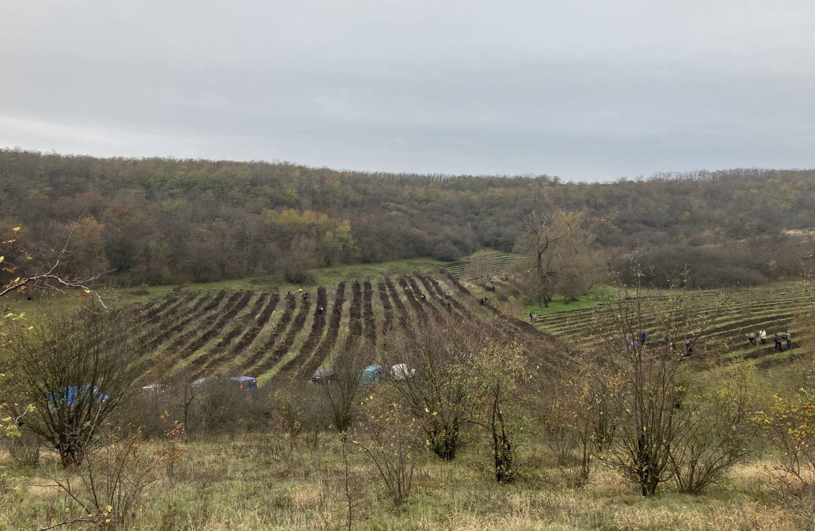 27 de hectare de pădure vor fi plantate în acest weekend în Moldova. Unde va avea loc evenimentul și cum poți participa