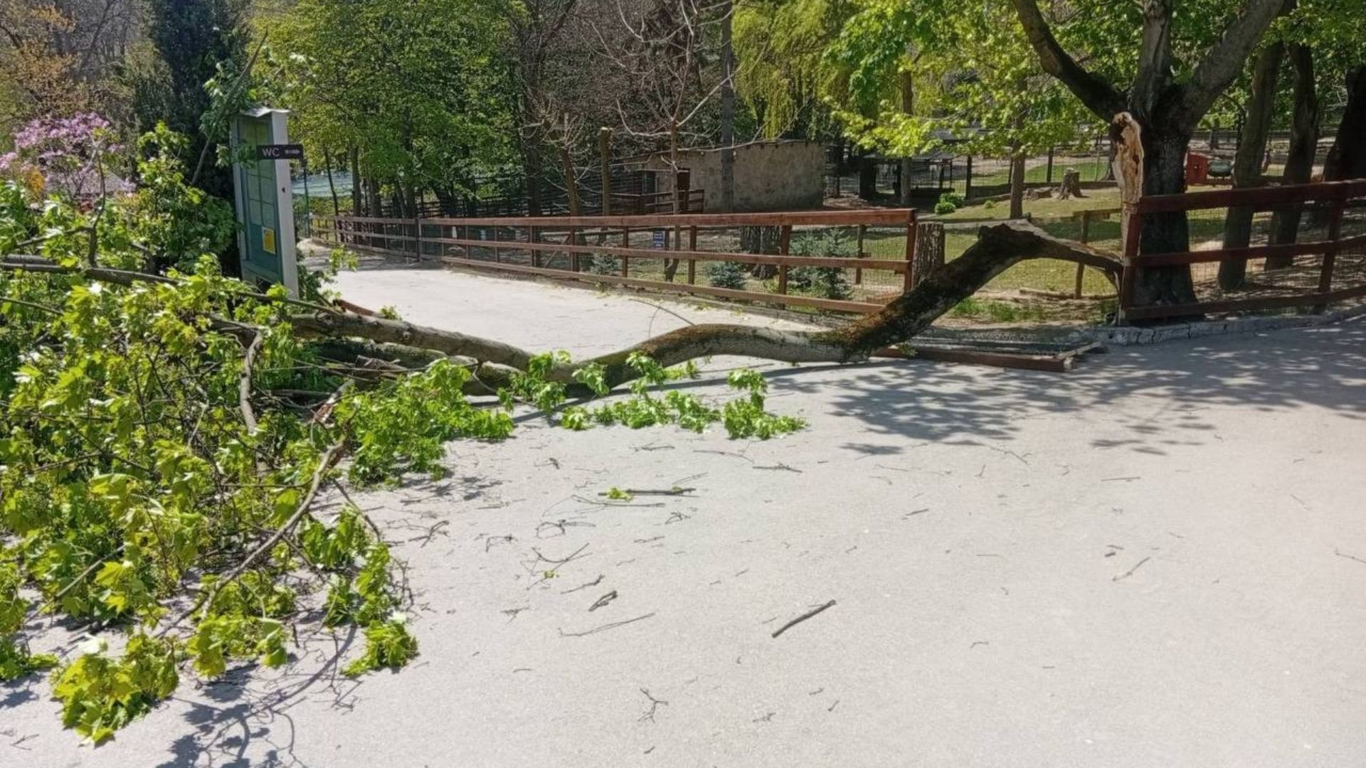 Un copac a căzut peste un copil la Grădina Zoologică din Chișinău